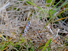 Utetheisa ornatrix