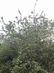 Haematoxylum brasiletto