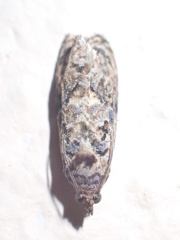 Endothenia hebesana
