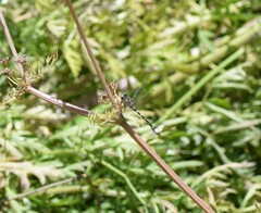 Gomphomacromia paradoxa