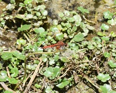 Erythrodiplax corallina