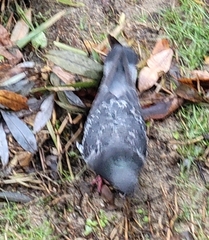 Columba livia domestica