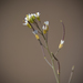 Arabidopsis thaliana - Photo (c) Brendan Cole, algunos derechos reservados (CC BY-NC-ND)