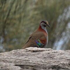 Phaps elegans