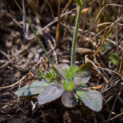 Arabidopsis thaliana