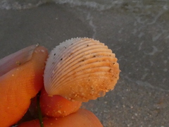 Dallocardia muricata