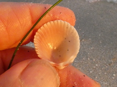 Dallocardia muricata
