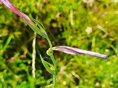 Gladiolus tenuis