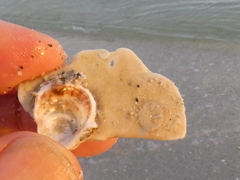 Megabalanus tintinnabulum