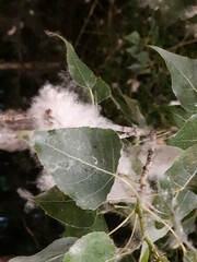 Populus nigra