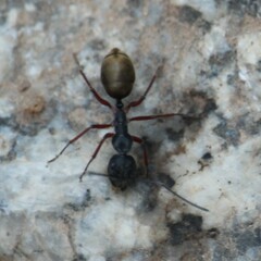 Camponotus suffusus bendigensis