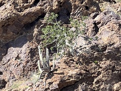 Ficus petiolaris palmeri