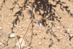 Conanthera
