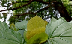 Mitragyna parvifolia