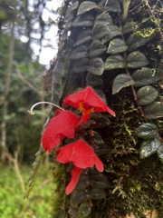 Columnea
