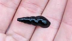 Juga plicifera