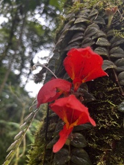 Columnea