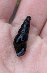 Juga plicifera
