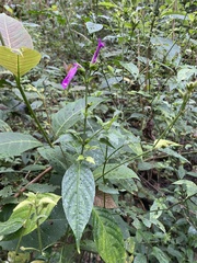 Hypoestes phyllostachya
