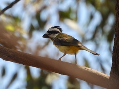 Falcunculus frontatus