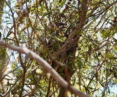 Falcunculus frontatus