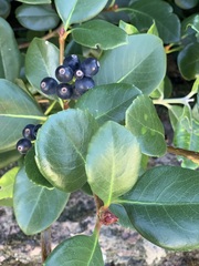 Rhaphiolepis umbellata