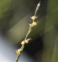 Muhlenbergia cuspidata