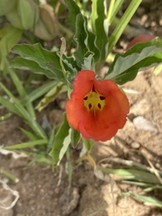 Pterodiscus cinnabarinus