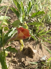 Pterodiscus cinnabarinus