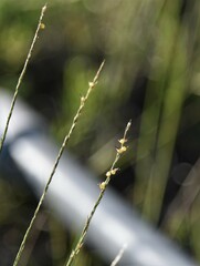 Muhlenbergia cuspidata