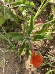 Pterodiscus cinnabarinus