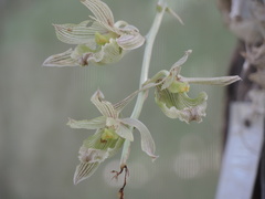 Clowesia