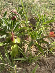 Pterodiscus cinnabarinus