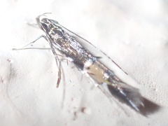Cosmopterix attenuatella