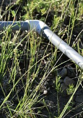 Muhlenbergia cuspidata