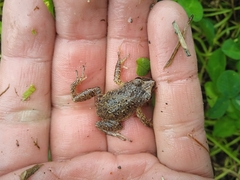 Pristimantis unistrigatus