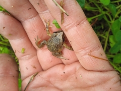 Pristimantis unistrigatus