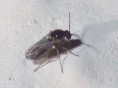 Ceratopogonidae