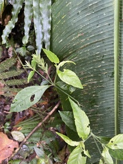 Ruellieae