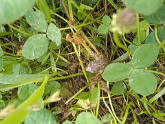 Pristimantis unistrigatus