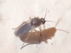 Ceratopogonidae
