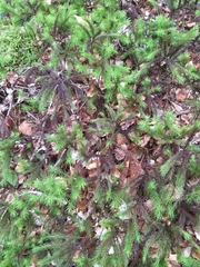 Dendroligotrichum tongariroense