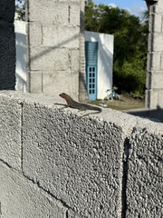 Microlophus albemarlensis