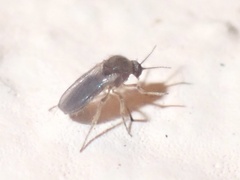 Ceratopogonidae