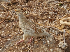 Ortygornis pondicerianus