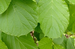 Mitragyna parvifolia