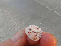 Plicatula gibbosa