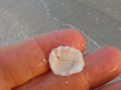 Plicatula gibbosa