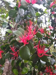 Peraxilla colensoi