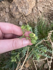 Emmenanthe penduliflora penduliflora